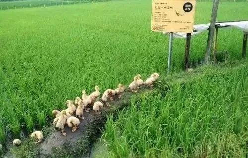 大力发展种养结合、生态循环农业能带动养殖户致富吗？