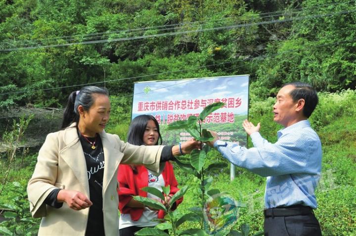 贫困村致富_贫困山乡种植致富_山区农村致富
