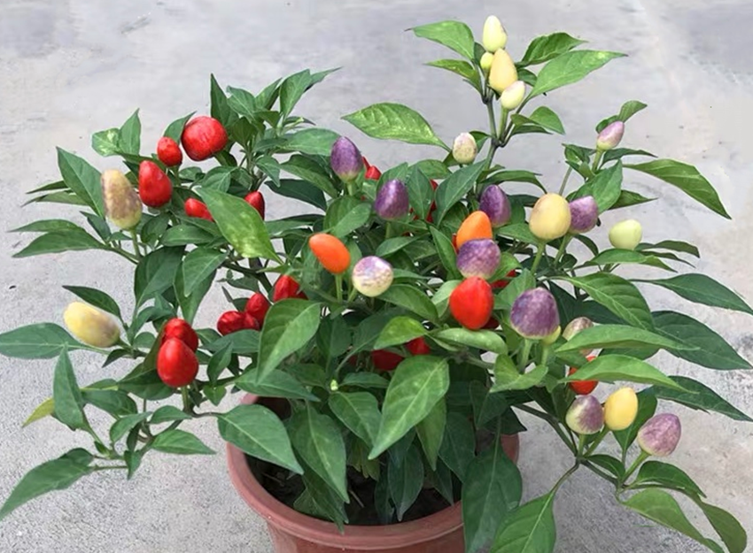 致富经蔬菜种植视频_蔬菜种植致富记录_致富蔬菜种植记录怎么写