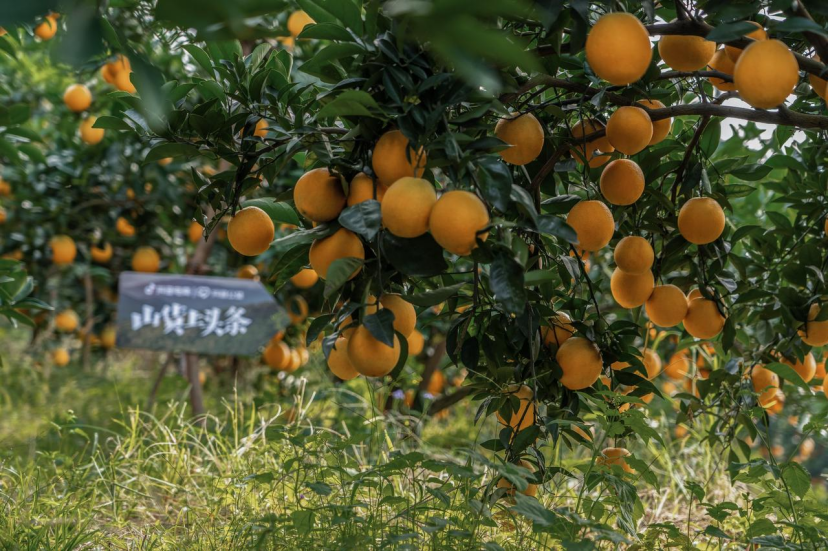 赣州出名的水果_赣州水果基地_赣州种植水果致富