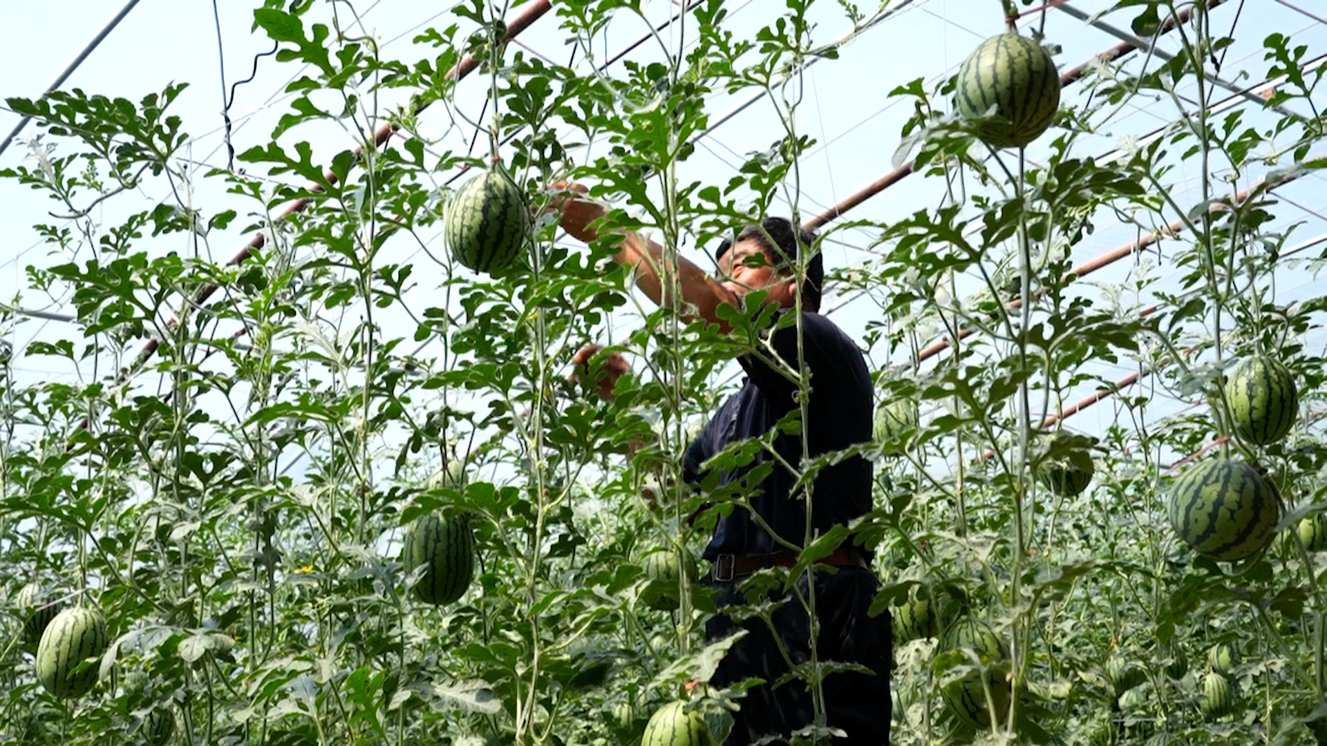 致富种植业特色是什么_致富种植创业项目_致富经特色种植业