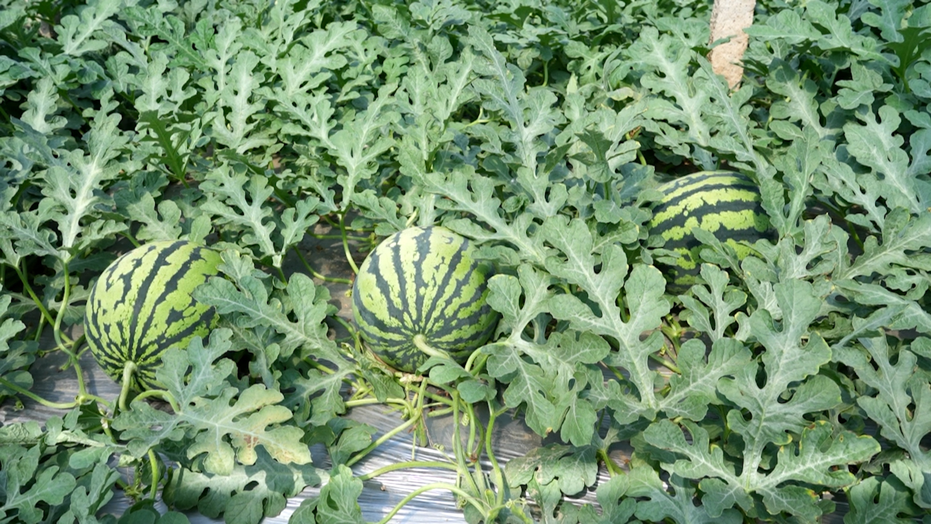 致富种植业特色是什么_致富经特色种植业_致富种植创业项目