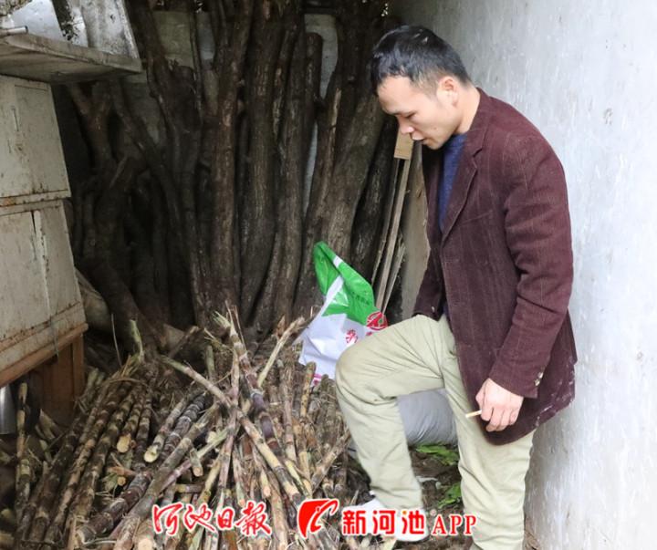 巴马养殖致富_巴马养牛基地_巴马养猪场项目