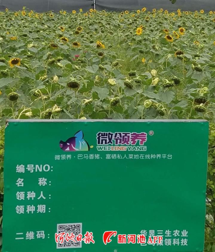 巴马养猪场项目_巴马养殖致富_巴马养牛基地