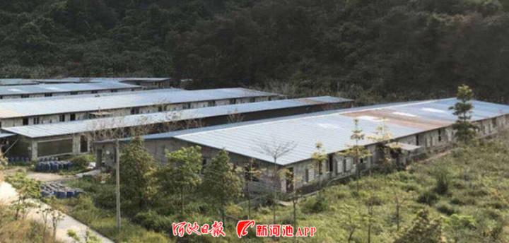巴马养牛基地_巴马养殖致富_巴马养猪场项目