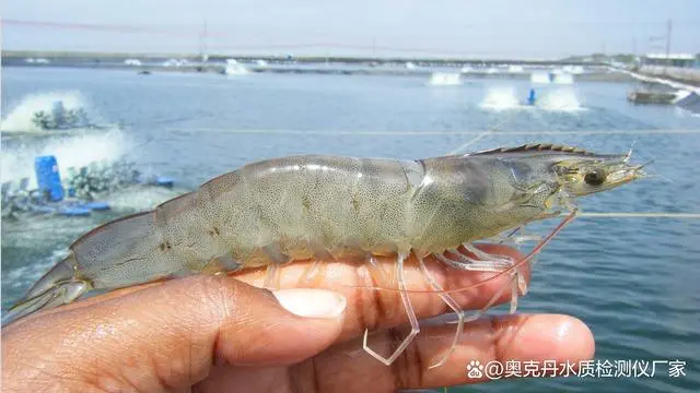 斑节虾养殖周期大概多久_斑节虾养殖技术视频_斑节虾的养殖技术