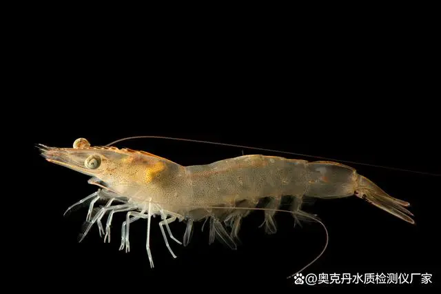 斑节虾养殖周期大概多久_斑节虾的养殖技术_斑节虾养殖技术视频
