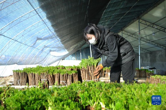 种植刺嫩芽收益怎么样_种刺嫩芽赚钱吗_种植刺嫩芽致富