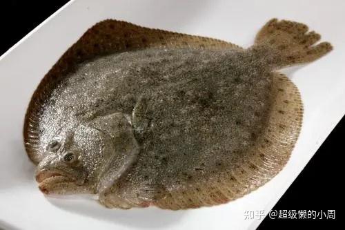 海水白鲳鱼养殖技术_淡水白鲳养殖_海水白鲳鱼养殖基地