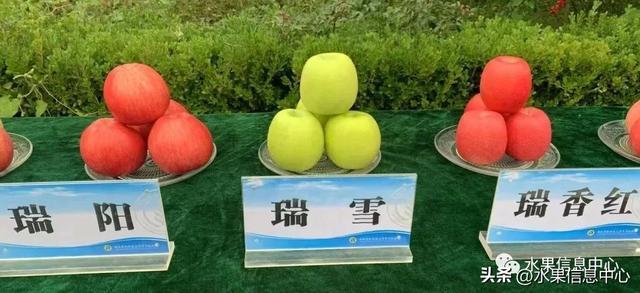 高效种植苹果视频_cctv苹果种植新技术_种植苹果的前景如何