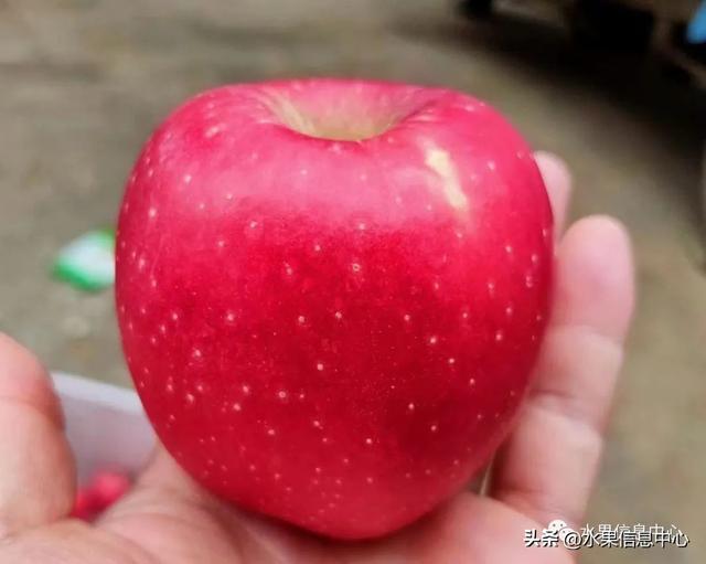 高效种植苹果视频_cctv苹果种植新技术_种植苹果的前景如何