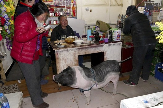 宠物养殖创业_养殖宠物赚钱_致富经养殖宠物