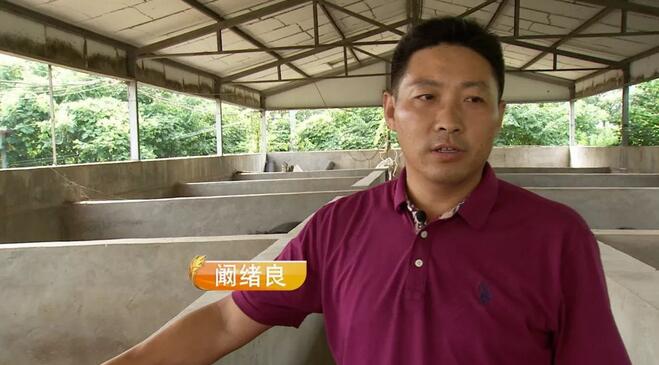 溜达猪养殖致富_致富养殖猪溜达图片_养猪致富视频