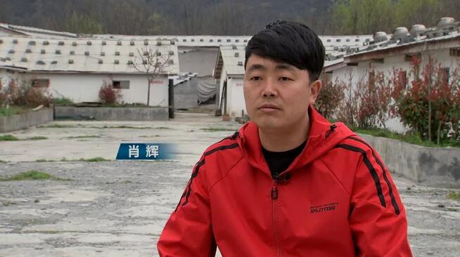返乡养野猪另辟蹊径赚财富