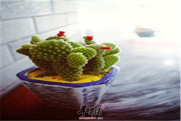 仙人掌4.jpg