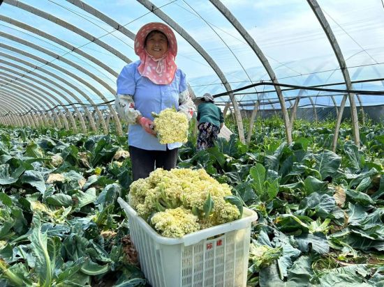 关于农民种植致富的新闻_农村致富新闻_农民致富种植项目
