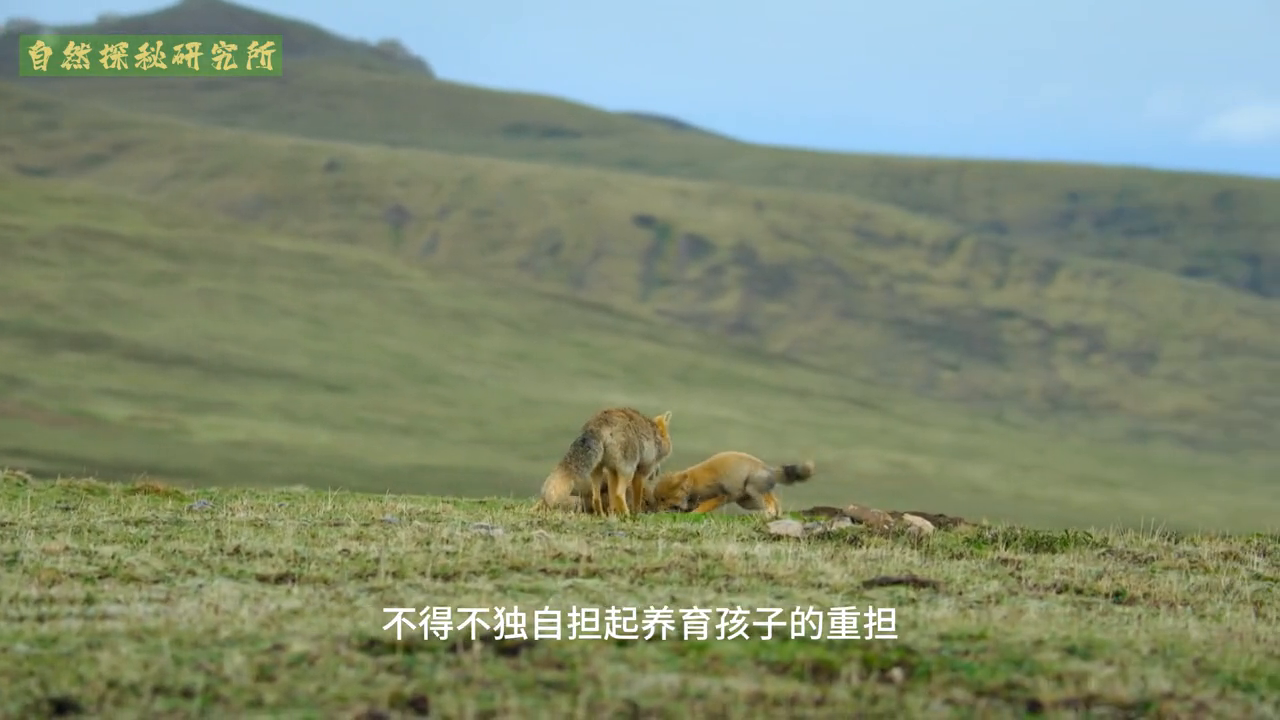 养殖狐狸致富视频_养殖狐狸挣钱吗_致富经养殖狐狸