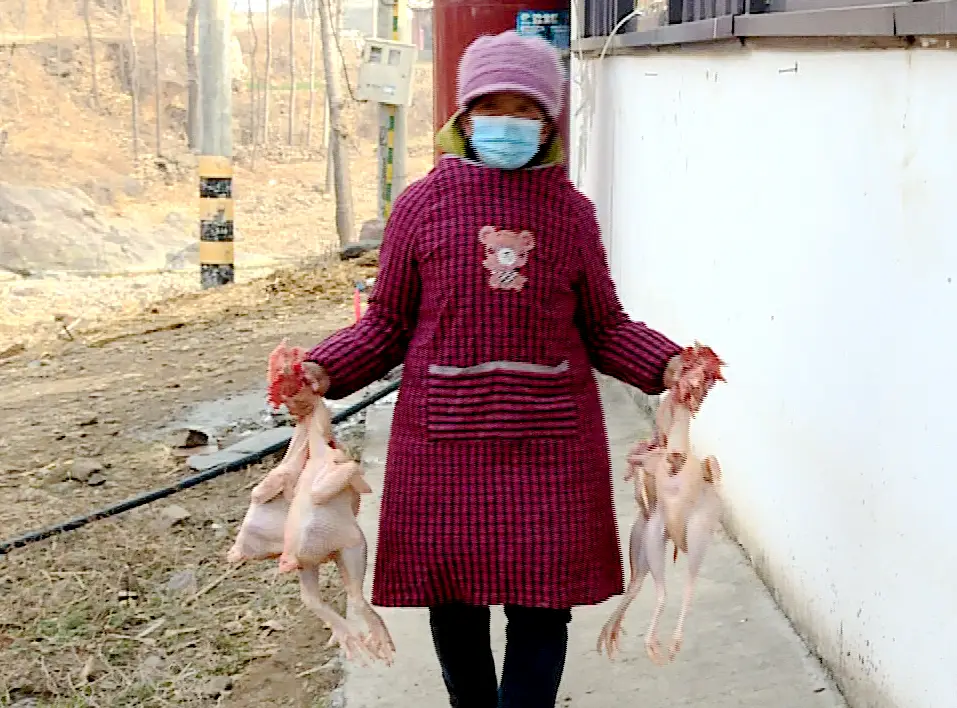 致富经芦花鸡养殖_致富养殖鸡芦花好吗_养芦花鸡挣钱吗