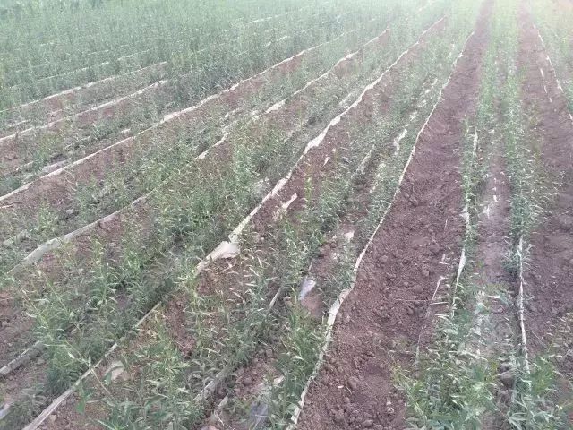 枸杞种植子技术视频教程_枸杞子怎么种植技术_枸杞种植子技术与管理