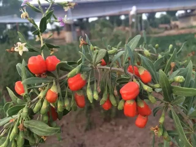 枸杞种植子技术与管理_枸杞种植子技术视频教程_枸杞子怎么种植技术