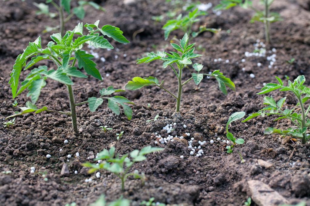 种酉红柿的种植方法_酉红柿种植技术_种植西红柿技术视频