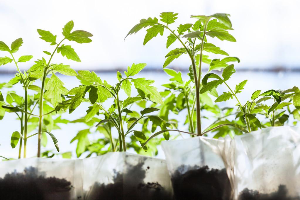 种植西红柿技术视频_种酉红柿的种植方法_酉红柿种植技术
