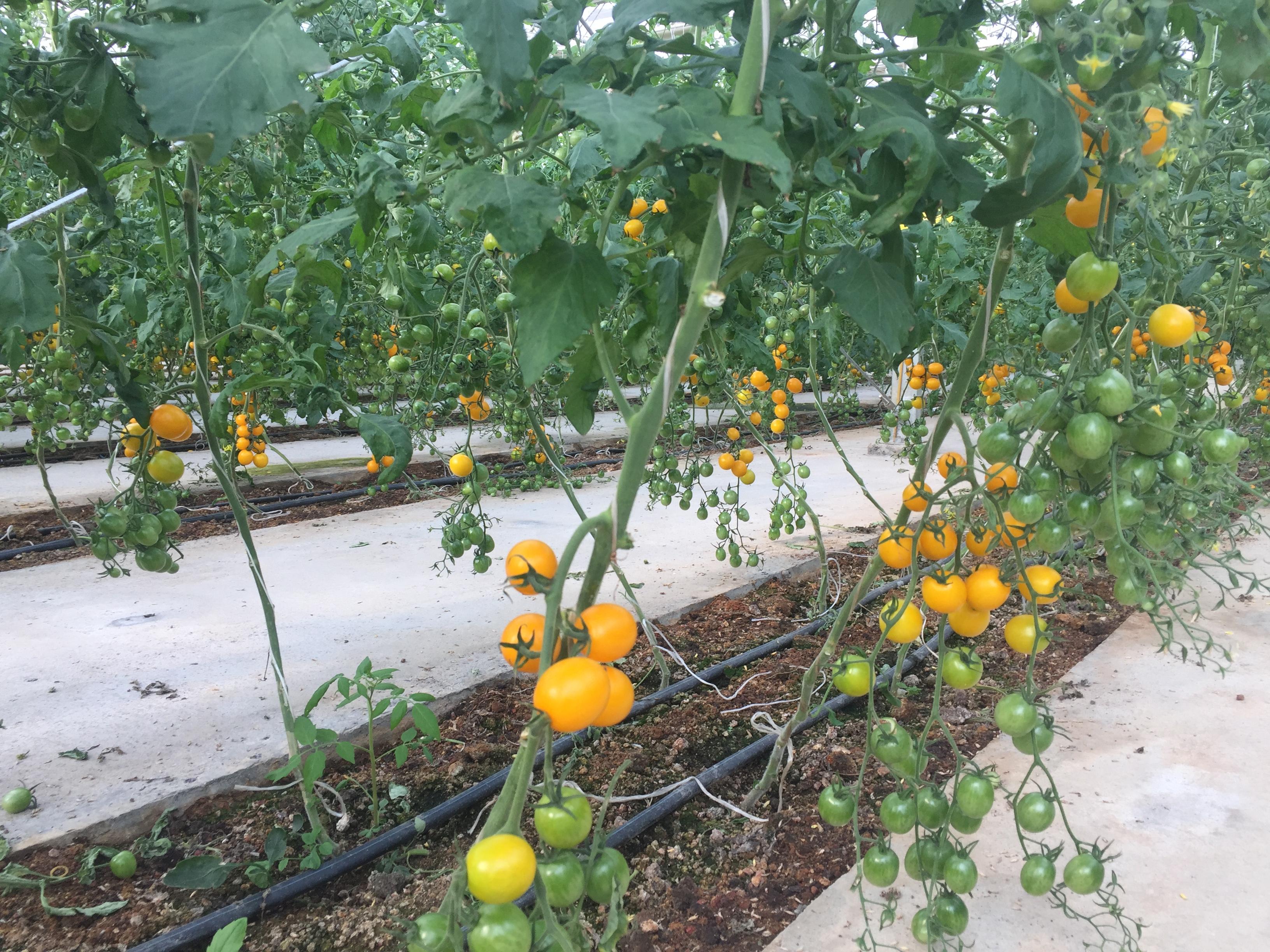 酉红柿种植技术_酉红柿的种植技术_种植西红柿技术视频