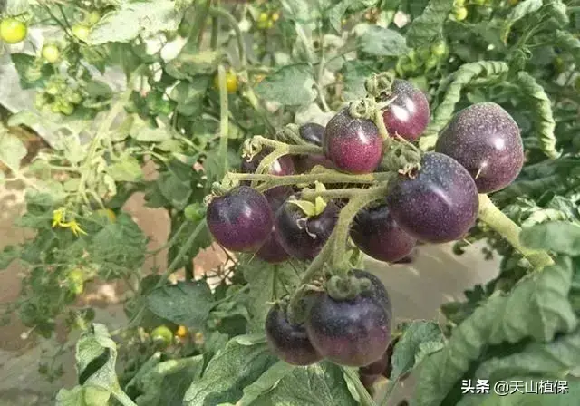 酉红柿种植技术_种酉红柿的种植方法_怎样种酉红柿