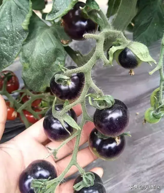 种酉红柿的种植方法_怎样种酉红柿_酉红柿种植技术