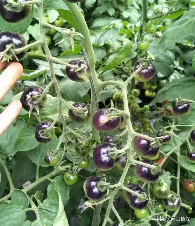 种酉红柿的种植方法_酉红柿种植技术_怎样种酉红柿