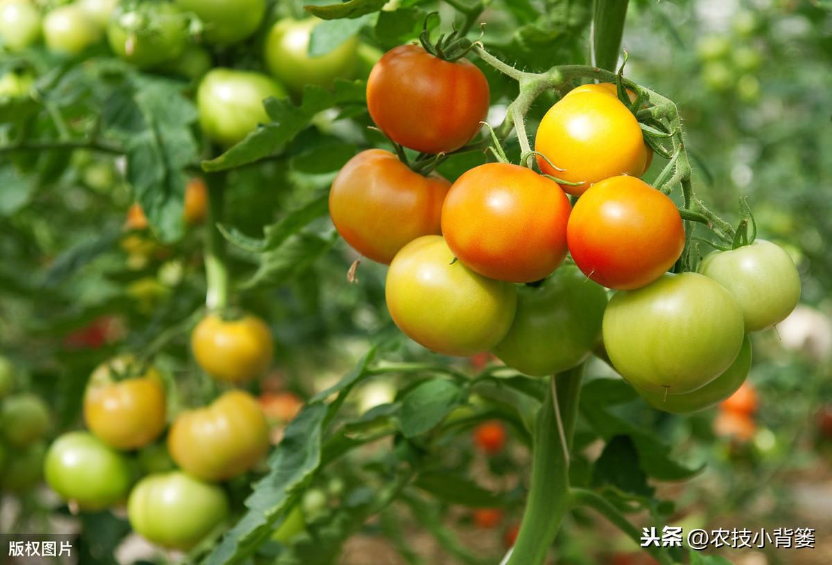 种植西红柿技术视频_酉红柿种植技术_怎样种酉红柿