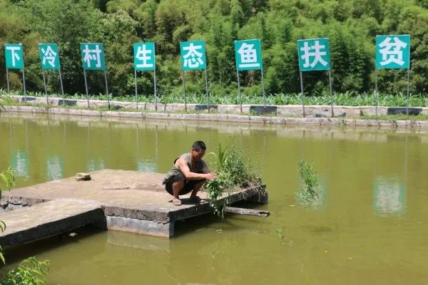 致富生态草鱼图片_致富经生态草鱼致富_致富经草鱼养殖视频