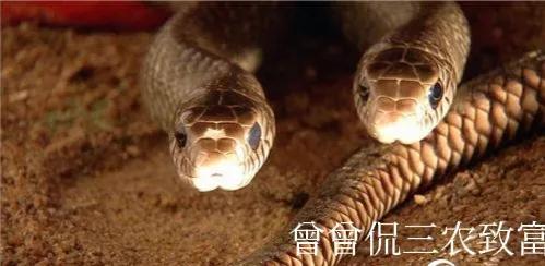 致富经养毒蛇_致富经养蛇2017_致富经养蛇视频