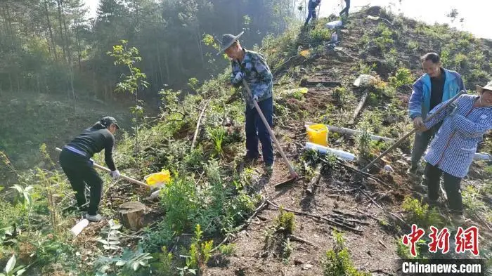 种植药材发家致富_中药种植致富套路书_种植致富药材