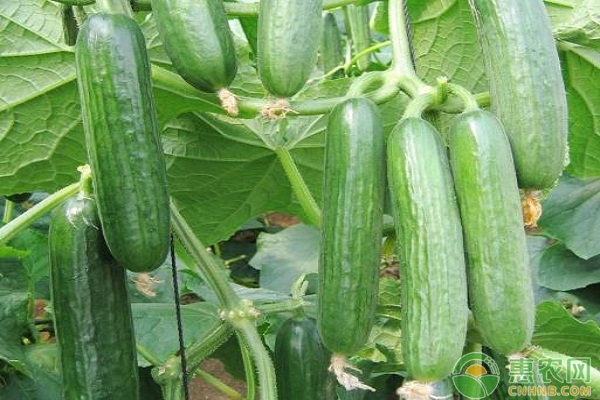 广州夏天种什么菜好？这几种蔬菜长得又好又快！