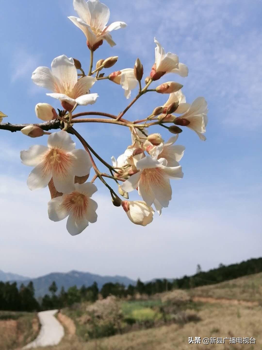 致富种植桐油怎么样_致富种植桐油好不好_桐油种植致富