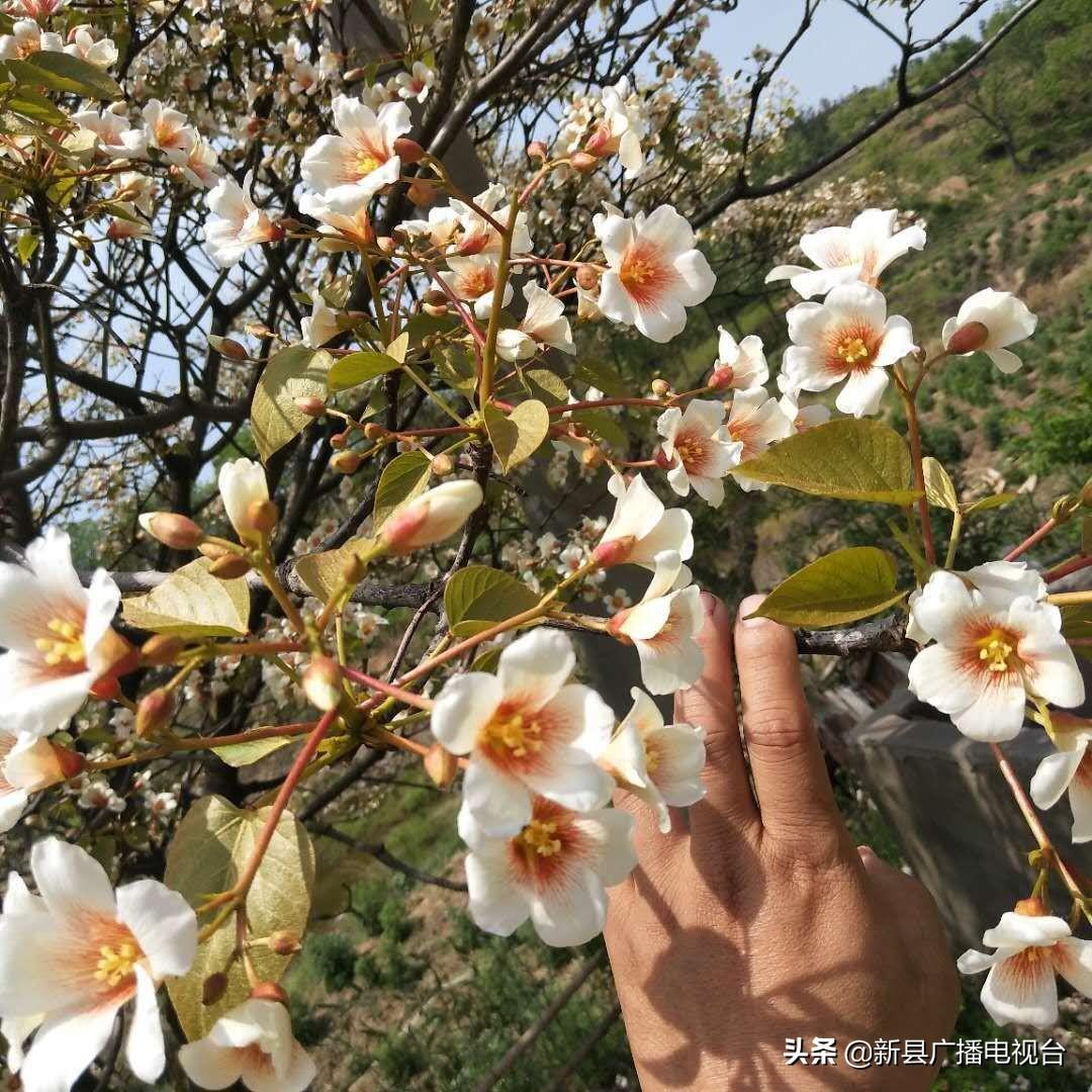 桐油种植致富_致富种植桐油怎么样_致富种植桐油好不好