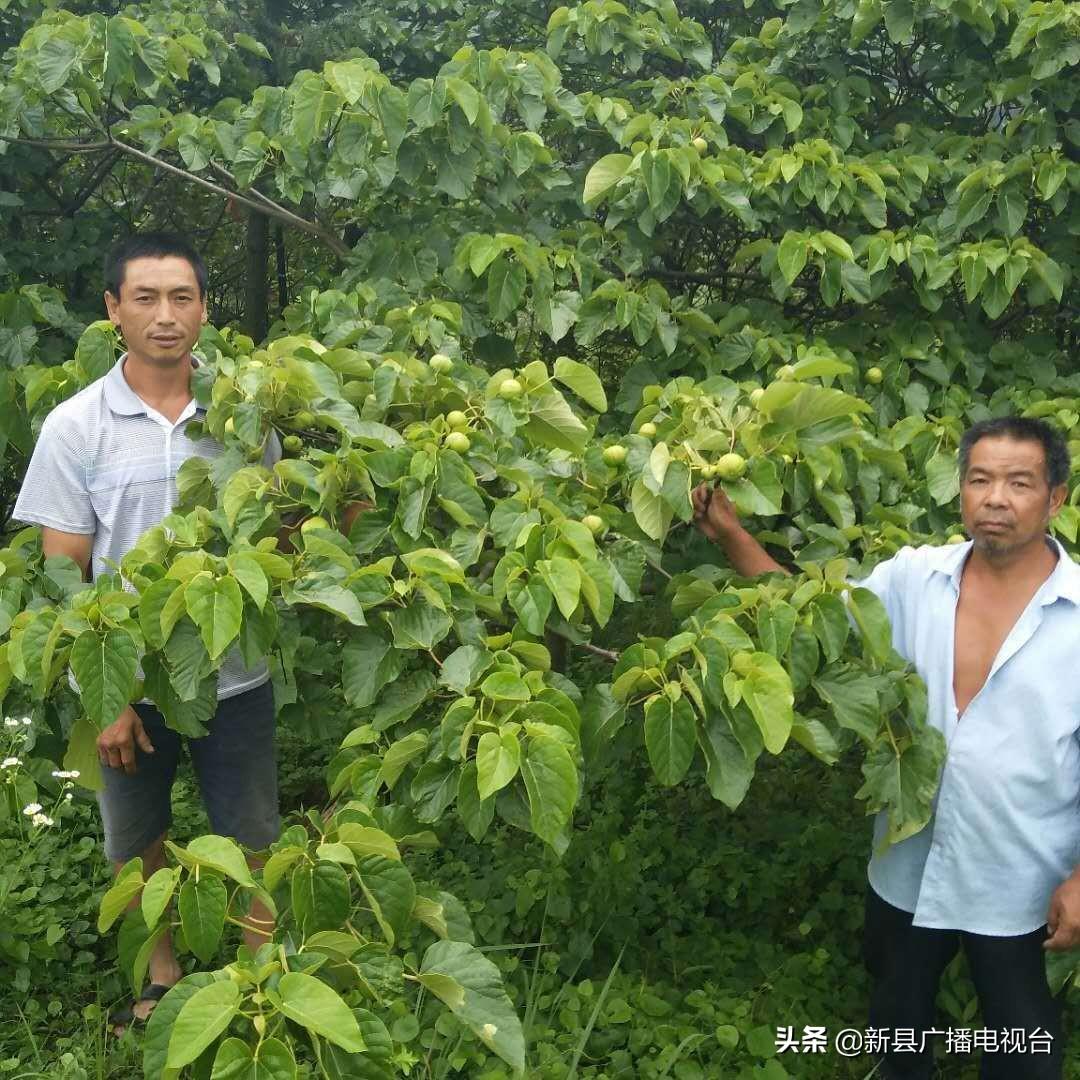 致富种植桐油怎么样_致富种植桐油好不好_桐油种植致富