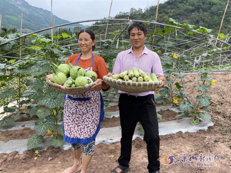空中种植蔬菜资料_空中蔬菜种植技术视频_空中蔬菜种植技术
