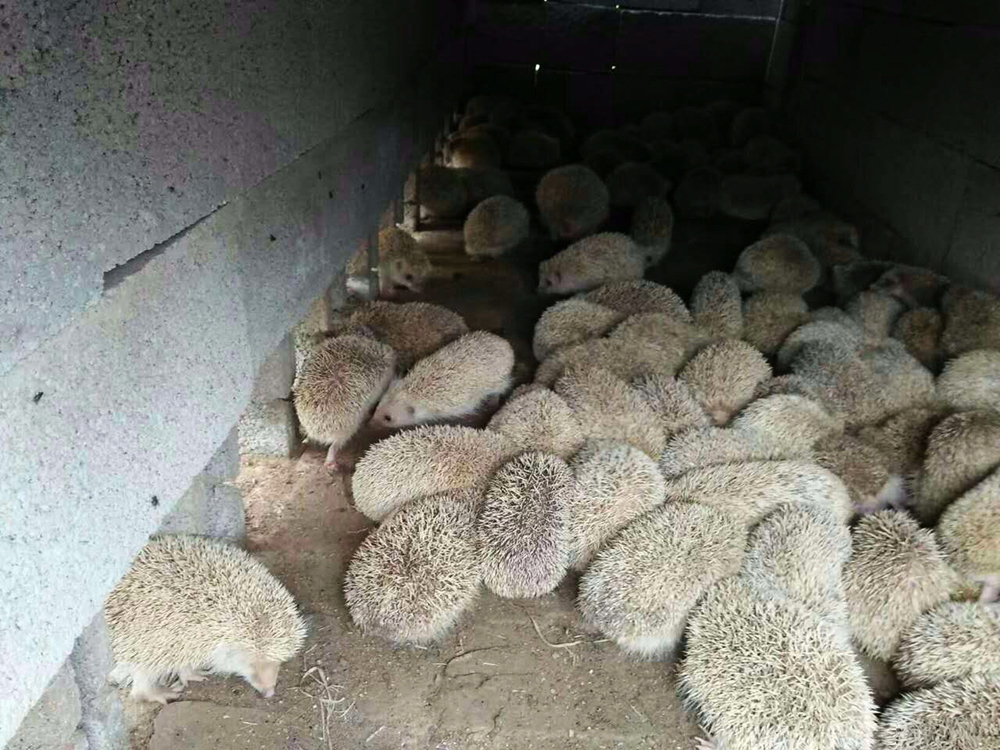 刺猬养殖视频大全_视频刺猬养殖技术教程_刺猬的养殖技术视频