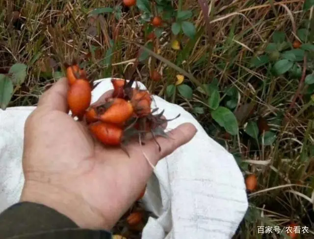 中药材种植致富经_种植药材发家致富_中药种植致富套路书