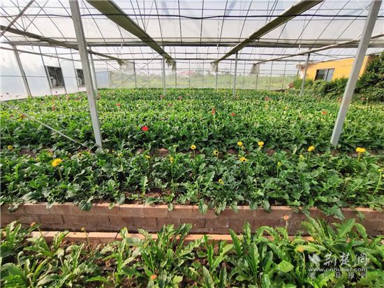 种植桐油的条件_桐油种植致富_致富种植桐油怎么样