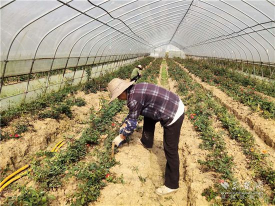 种植桐油的条件_致富种植桐油怎么样_桐油种植致富