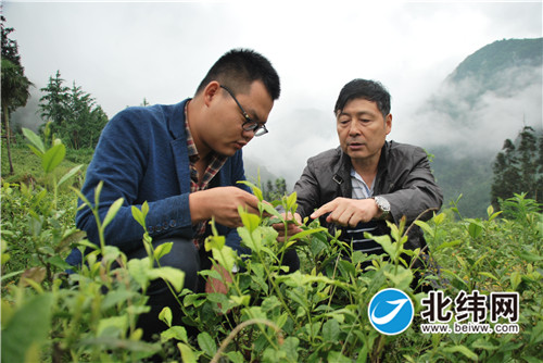 拓宽全村脱贫致富道路 改变产业单一发展现状——芦山县太平镇兴林村脱贫攻坚见闻