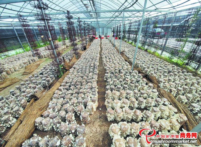 食用菌种植致富模式是什么_致富种植食用菌模式是谁提出的_致富种植食用菌模式是什么