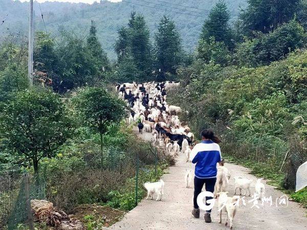 致富经山羊养殖技术视频_致富经之山羊养殖视频_农村养殖山羊视频