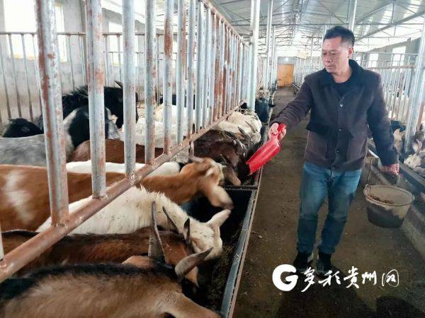 农村养殖山羊视频_致富经山羊养殖技术视频_致富经之山羊养殖视频