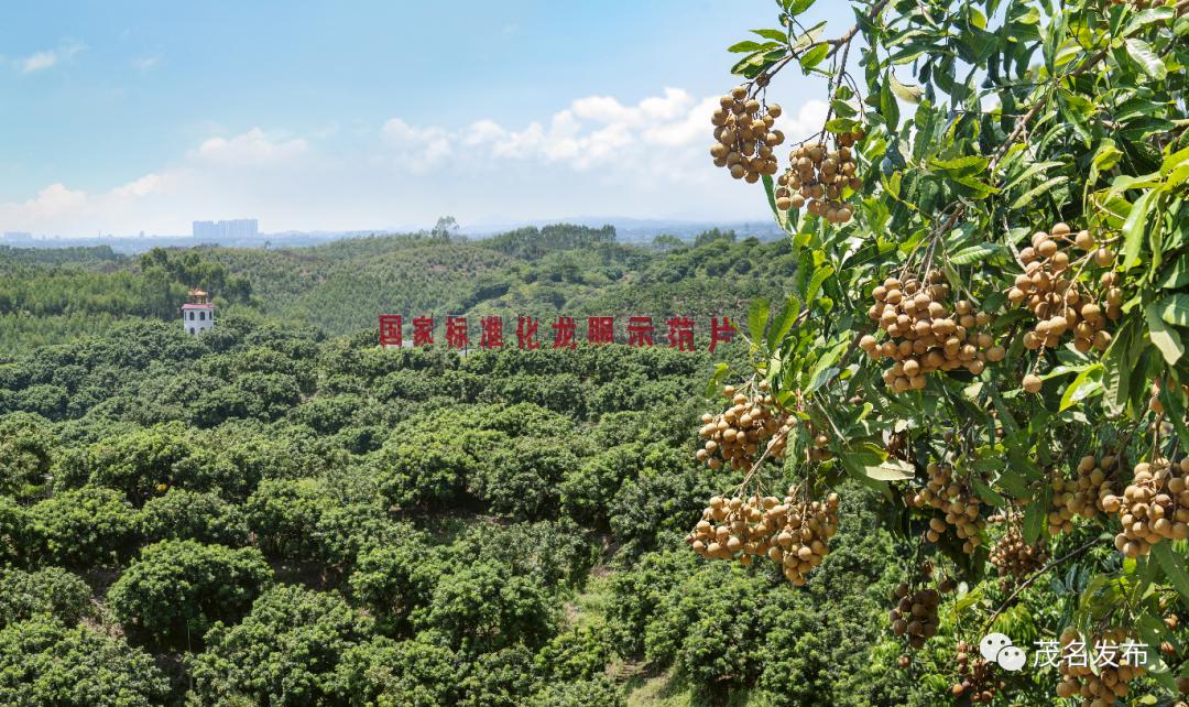 龙眼种植效益_龙眼种植致富_致富种植龙眼视频