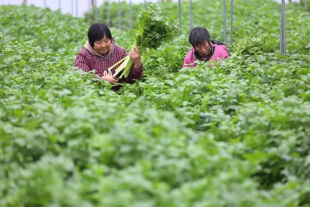 香菜大棚种植永年技术管理_永年大棚种植香菜技术_香菜大棚种植永年技术与管理