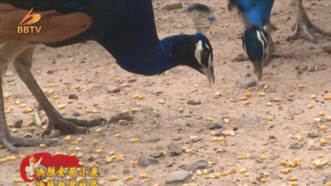 致富孔雀养殖花卉_孔雀养殖赚钱吗_养殖花孔雀致富